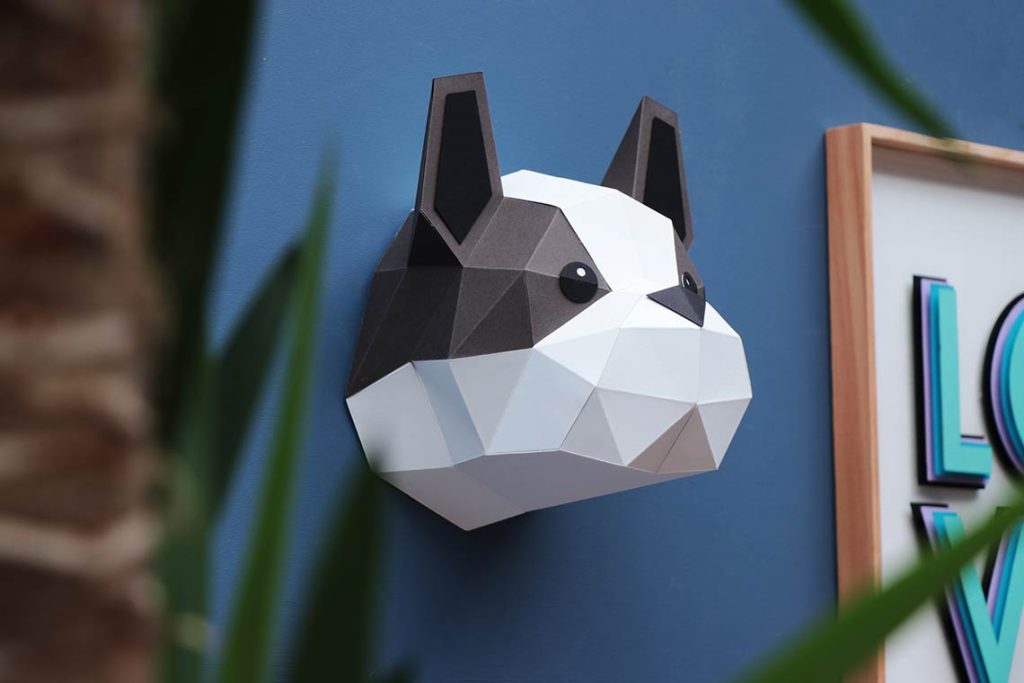 Assembli frenchie pup on wall french bulldog
