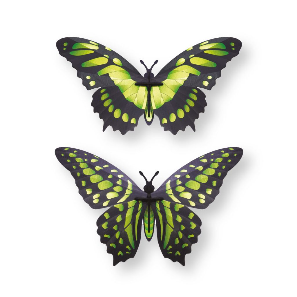 assembli-malachite butterfly