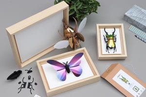 Assembli Wooden Frames for paper insects