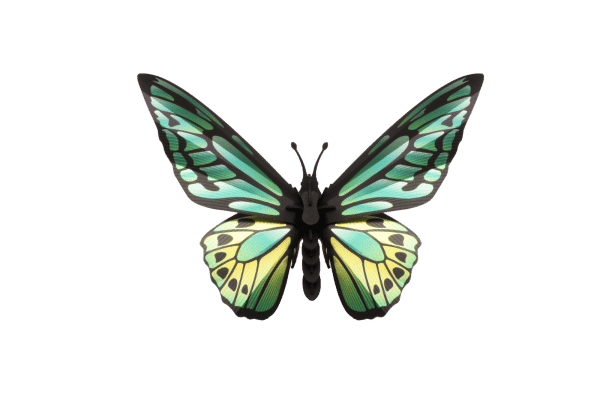 Assembli 3D Papier Grüner Birdwing Schmetterling